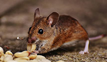 24 Hour & Emergency Exterminators in Western Sprgs, IL